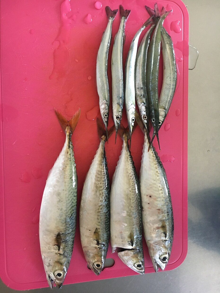 釣り歴7年が海の釣テク教えます 海釣り初心者の方にボウズにならない必釣法を教えます！ イメージ4