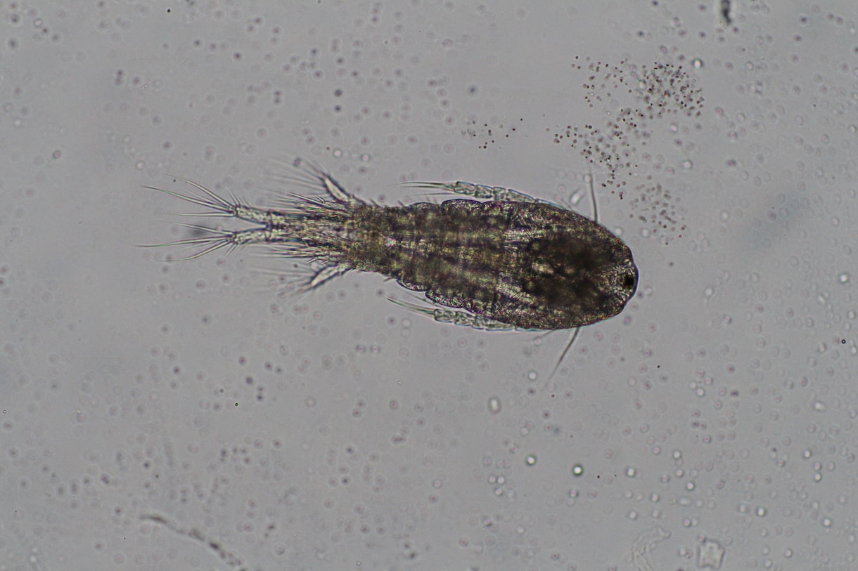 プランクトンの顕微鏡写真を提供します 元生物教師がミジンコやボルボックスの綺麗な写真を撮りました。 イメージ3