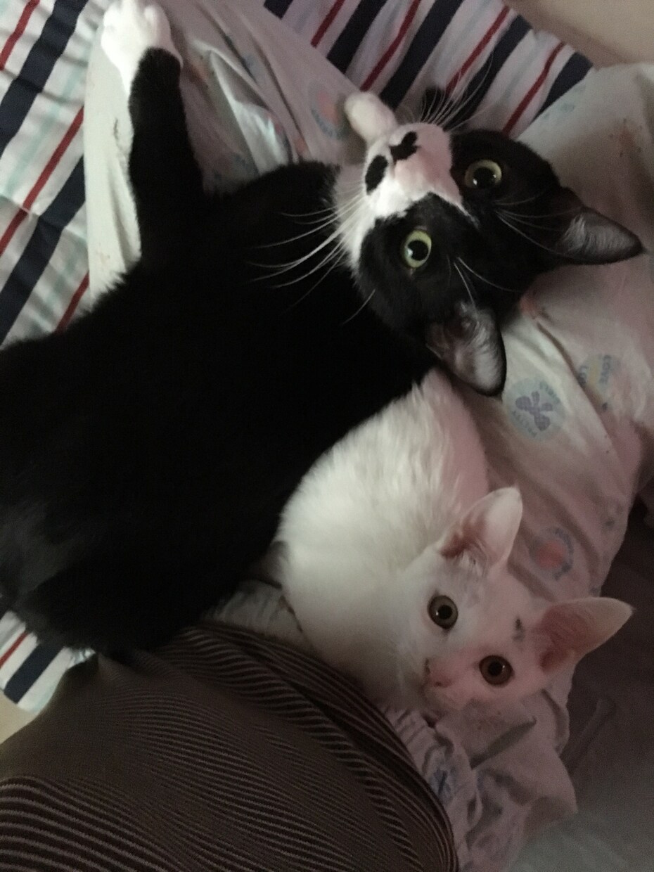 日頃のグチ、恋愛関係、ペット関係特に猫にまつわる話 などなど何でも聞きます！お話相手になります♡ イメージ1