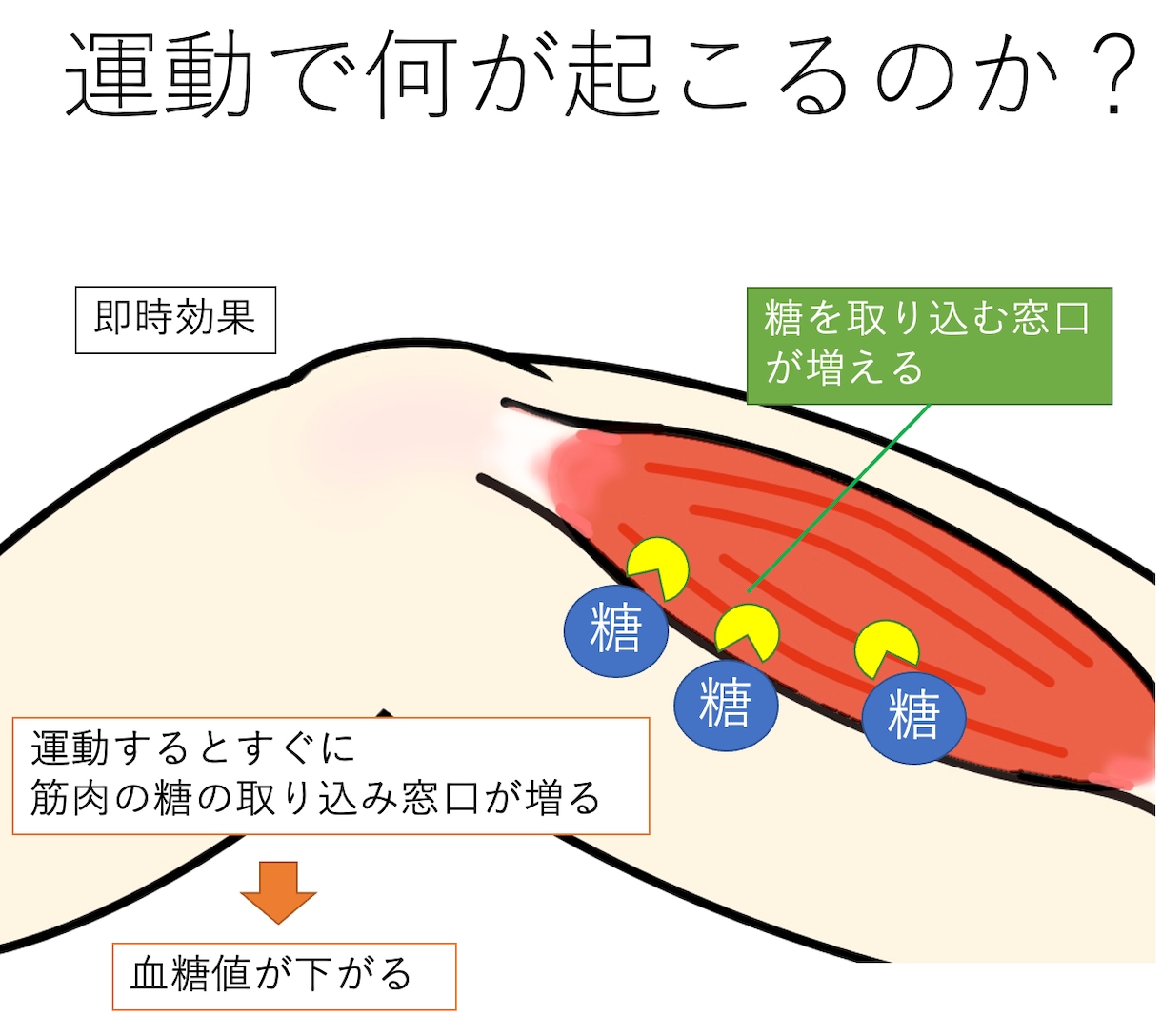 糖尿病の方の血糖値を下げる運動習慣をお伝えします 健康的な人生を良い運動習慣でサポートします イメージ2