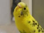 電話☆あなたの大切な動物さんの気持ちをお伝えします お空の子もお家の子もOK☆アクセスします イメージ5