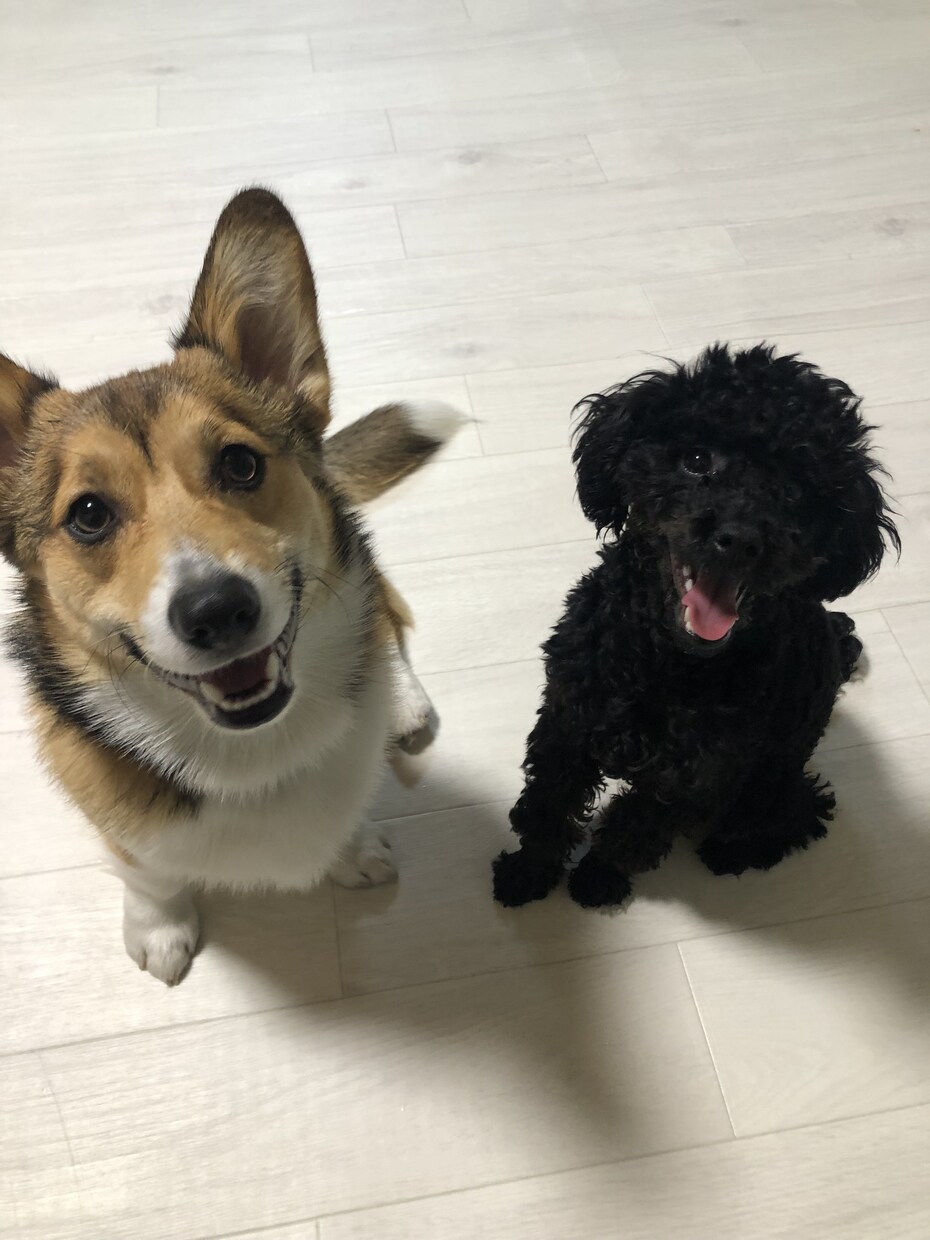 ワンちゃんのお悩み相談受けます ワンちゃんとのスキマ埋めます! イメージ4