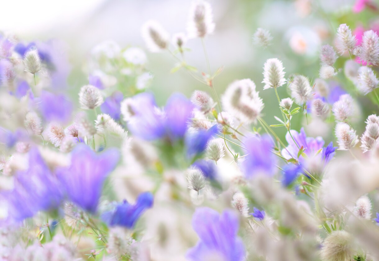 バラ売り用 お花畑画像、3枚組販売します 拙著写真エッセイ集にも用いた画像ですがバラ売りします イメージ2