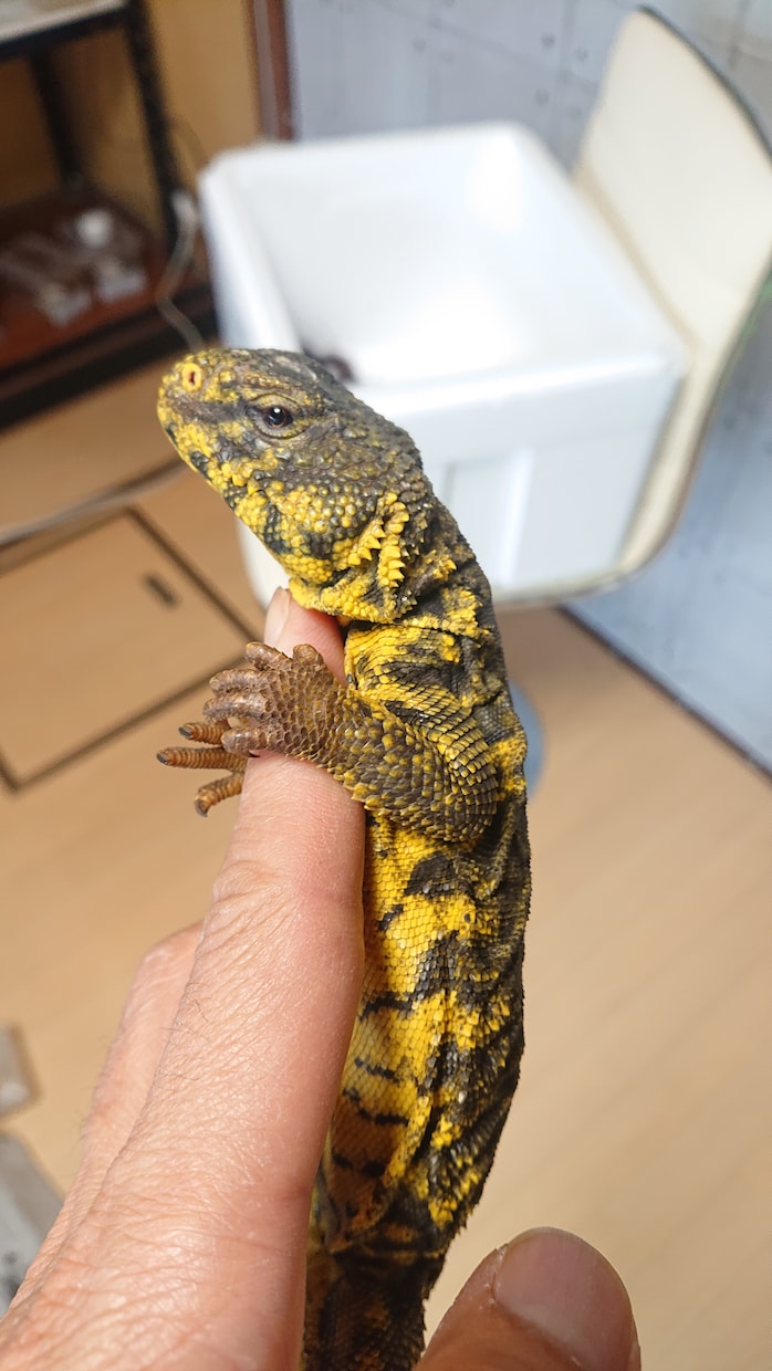 爬虫類などの繁殖事業をサポートします 爬虫類の繁殖ビジネスをサポート致します。 イメージ2