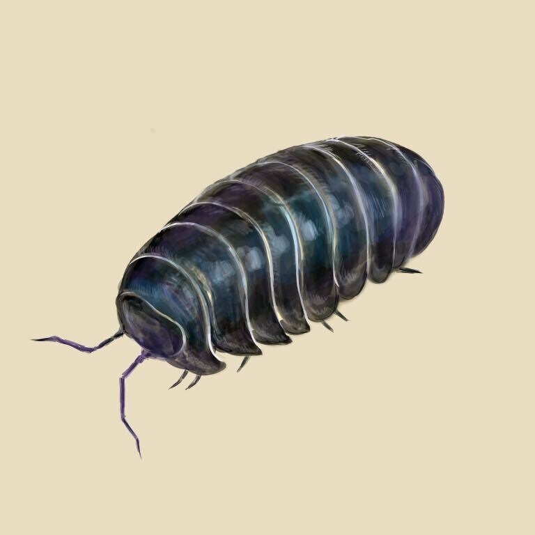 あなたの好きな生き物のイラストを描きます 虫、魚、動物、恐竜、画像や写真を元に描くリアルよりのイラスト イメージ6