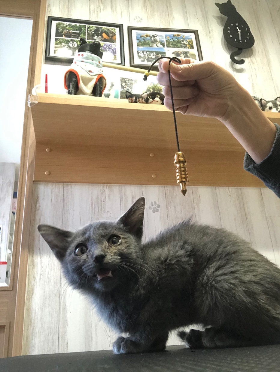ペットにエネルギーをチャージします ペットに元氣になって欲しい方獣医師による遠隔ヒーリングです イメージ2