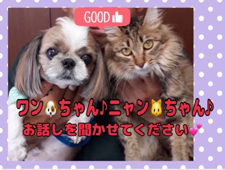 ペット占い♡ご家族のペット犬・猫ちゃん占います ！大切なワンちゃん・ニャンちゃんのお話しを存分にしましょう！ イメージ1