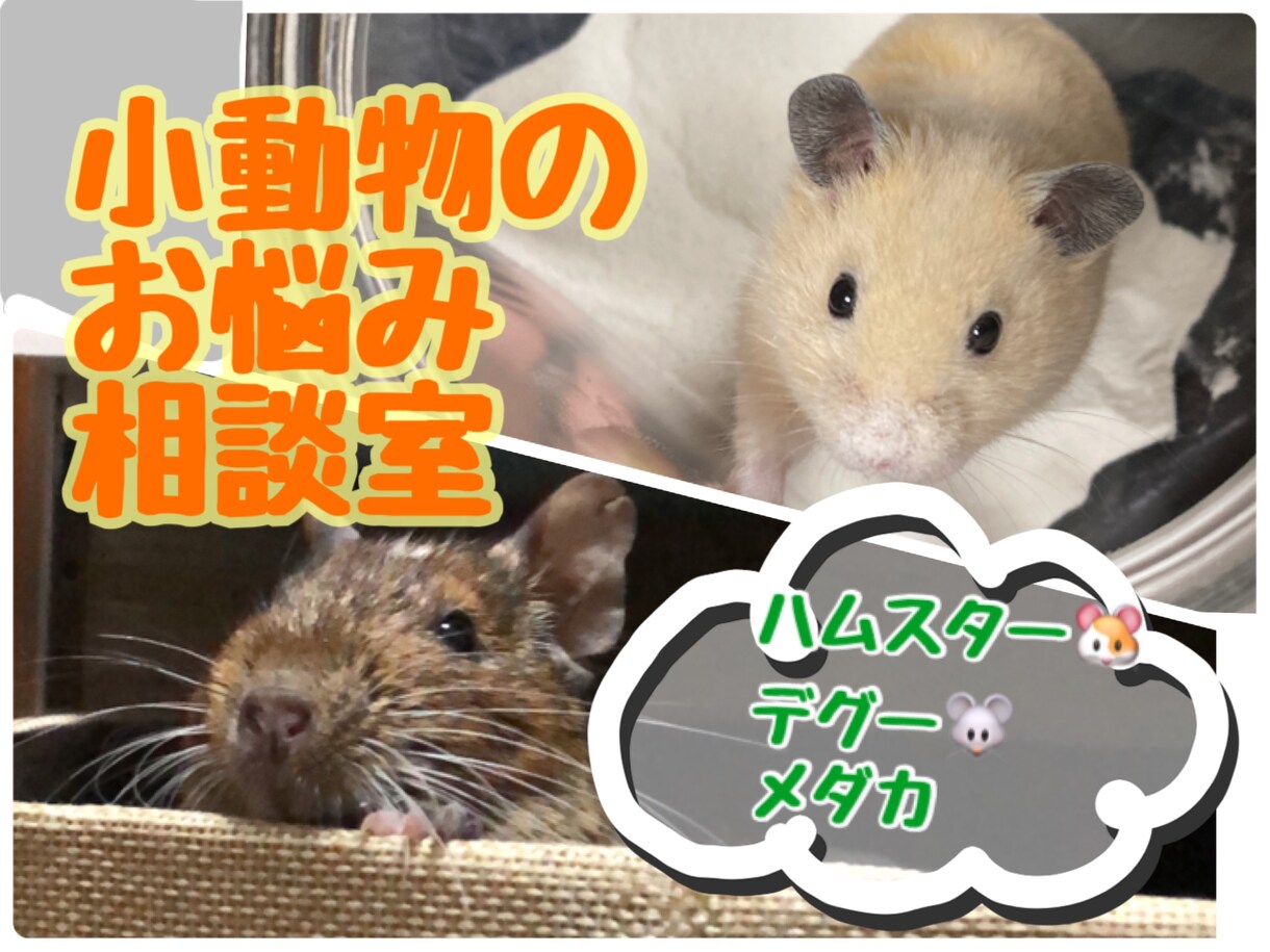 小動物のお悩み相談のります 飼育初心者さん大歓迎です٩(^‿^)۶ イメージ1