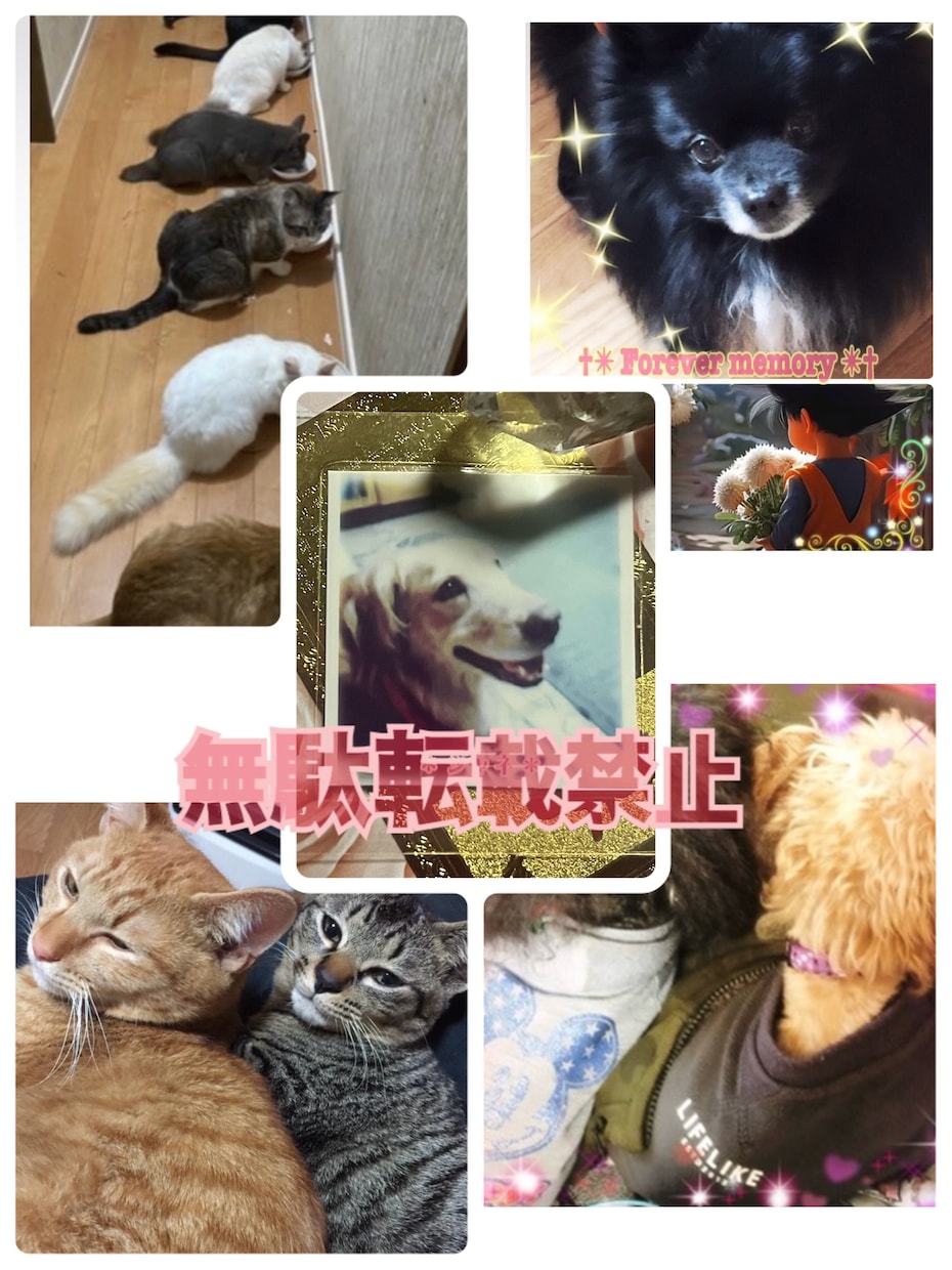 保護活から✴︎学んだペット霊視お気持ち拝見します 保護活から得たペットそれぞれの気持ちをお伝えします†✴︎ イメージ9