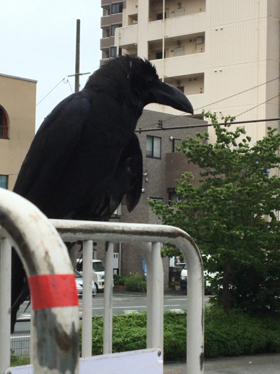 脇見恐怖症、相談乗ります 数年前まで脇見恐怖症でしたが克服することができました イメージ2