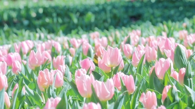 トークルームのチャットで、あなたの心に寄り添います 優しく穏やかな時間を一緒に過ごしませんか？(*^^*) イメージ1