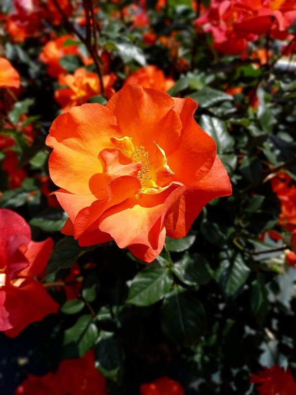 今のあなたの魅力を伝えるお花をお選びします 魅力を表すお花＆高次元のメッセージ＆未来を変えるセッション イメージ7