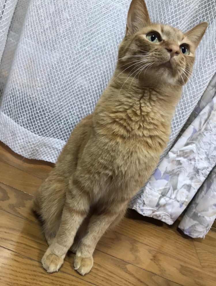 ペットの可愛い♡LINEスタンプ♡つくります 【保護猫・保護犬飼い主さん優遇ページは別途ございます】 イメージ2