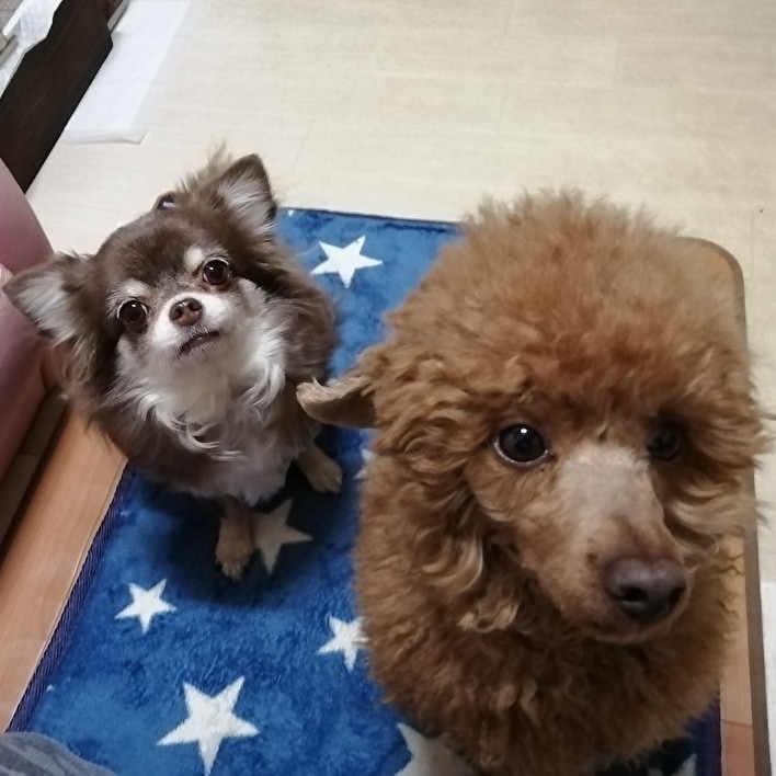 犬に関するご相談。甘噛みやトイレのしつけ等々。ます 犬を飼う前に犬も飼い主も不幸にならないために知っておきたい。 イメージ8