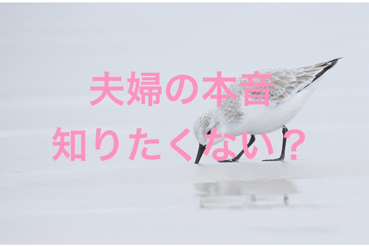 質問5つ❣️不倫、浮気、夫婦をタロット鑑定します 大好評❤️質問5つ❤️＋鑑定後の質問１つ❤️を徹底網羅！ イメージ4