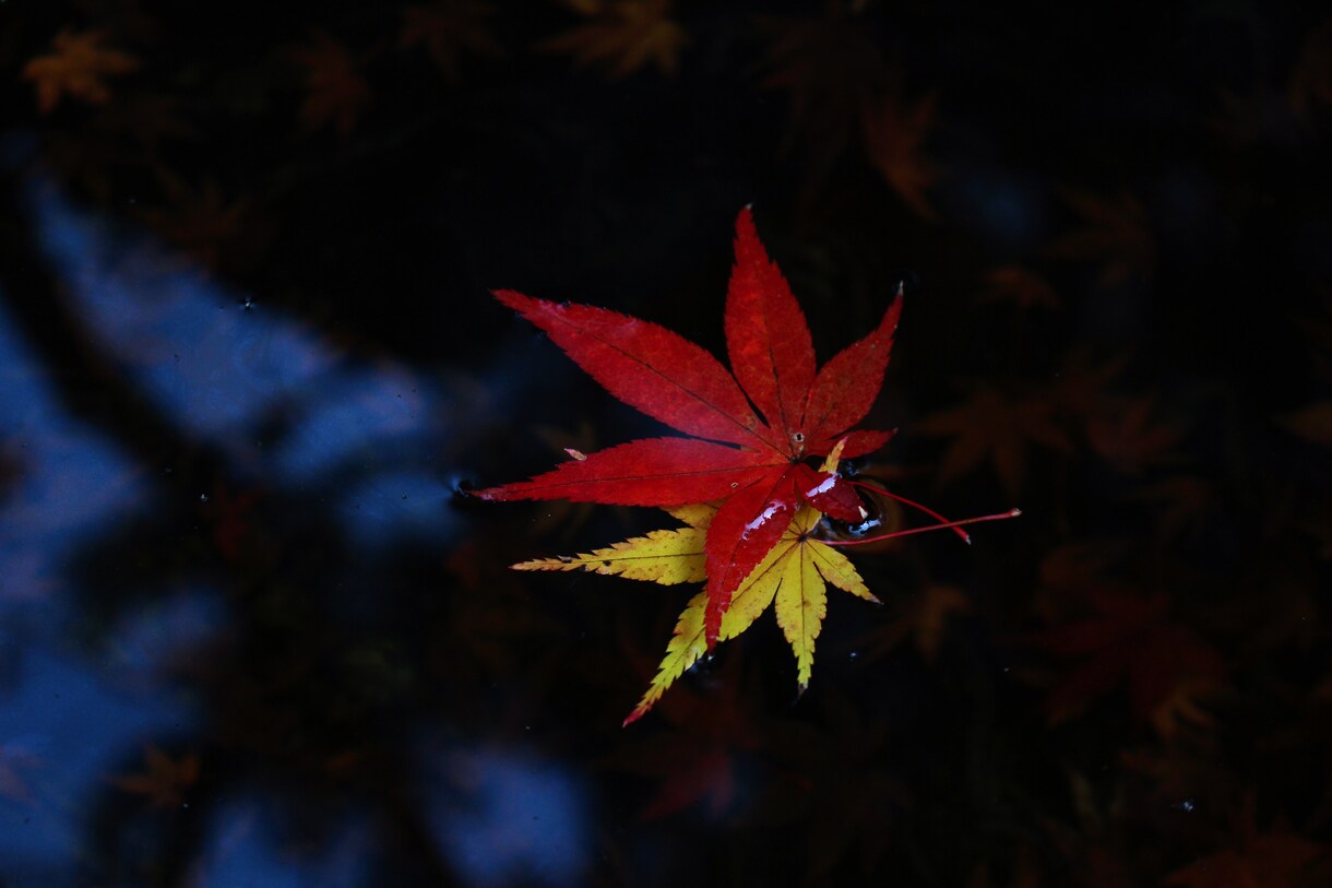 自分が撮った写真を提供します スマホの壁紙や様々なものにご利用ください！ イメージ10