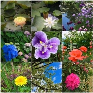 外出できないあなたへ。癒しの画像をお届けいたします 音楽家が撮る〝日々の彩り〟写真。擬似体験して心に潤いを。 イメージ3