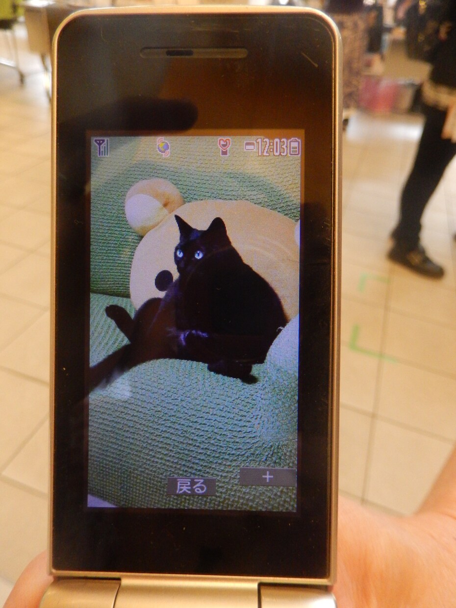愛する家族であるペットの似顔絵作成させて頂きます 写真データを聞き取り元にあなたのペットを描かせて頂きます イメージ6