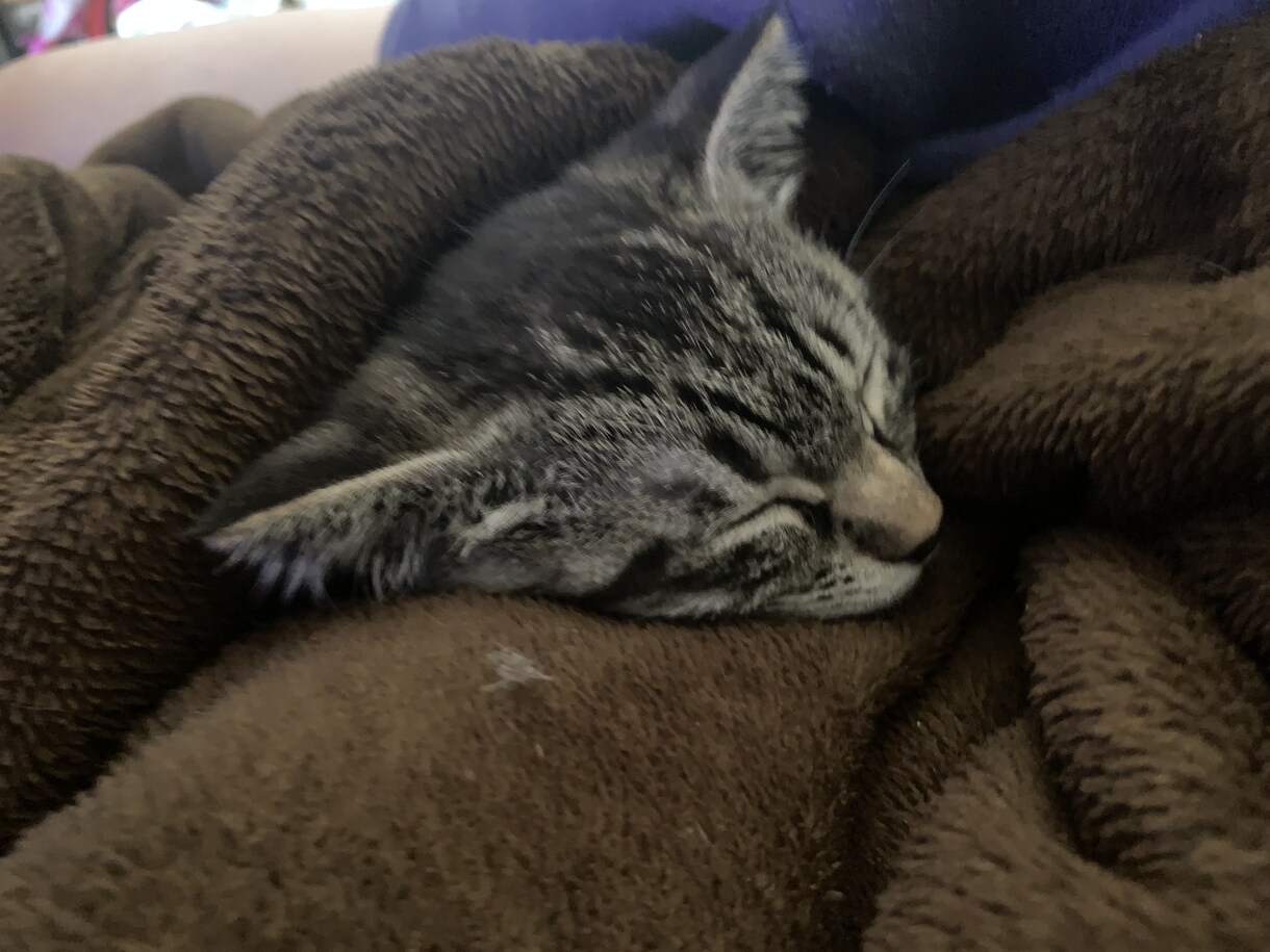 子猫のゴロゴロ音差し上げます 二匹の猫のうち一匹、または二匹のゴロゴロ音を差し上げます！ イメージ3