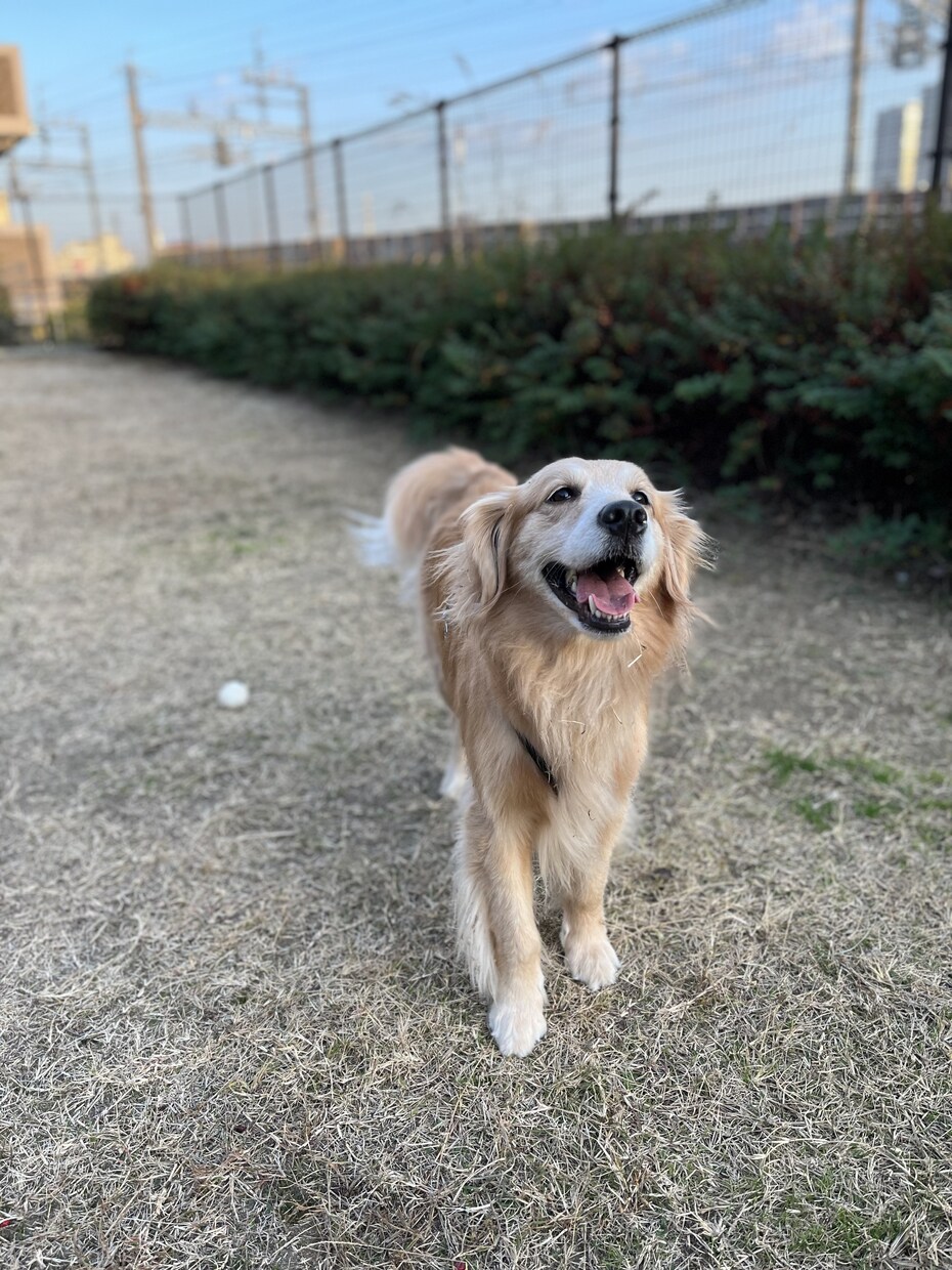 愛犬のこと何でも相談にのります 動物病院で6年間働いた愛玩動物看護が全力でサポートします！ イメージ1