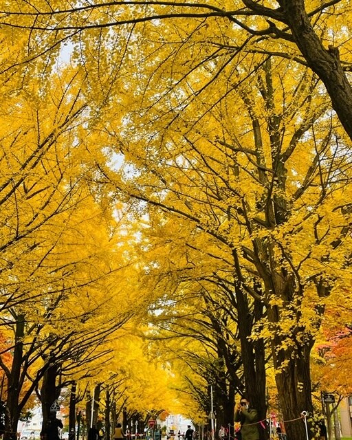 北海道旅行での旅行相談を提案致します 北海道旅行の最高の思い出の1ページを一緒につくりませんか? イメージ2