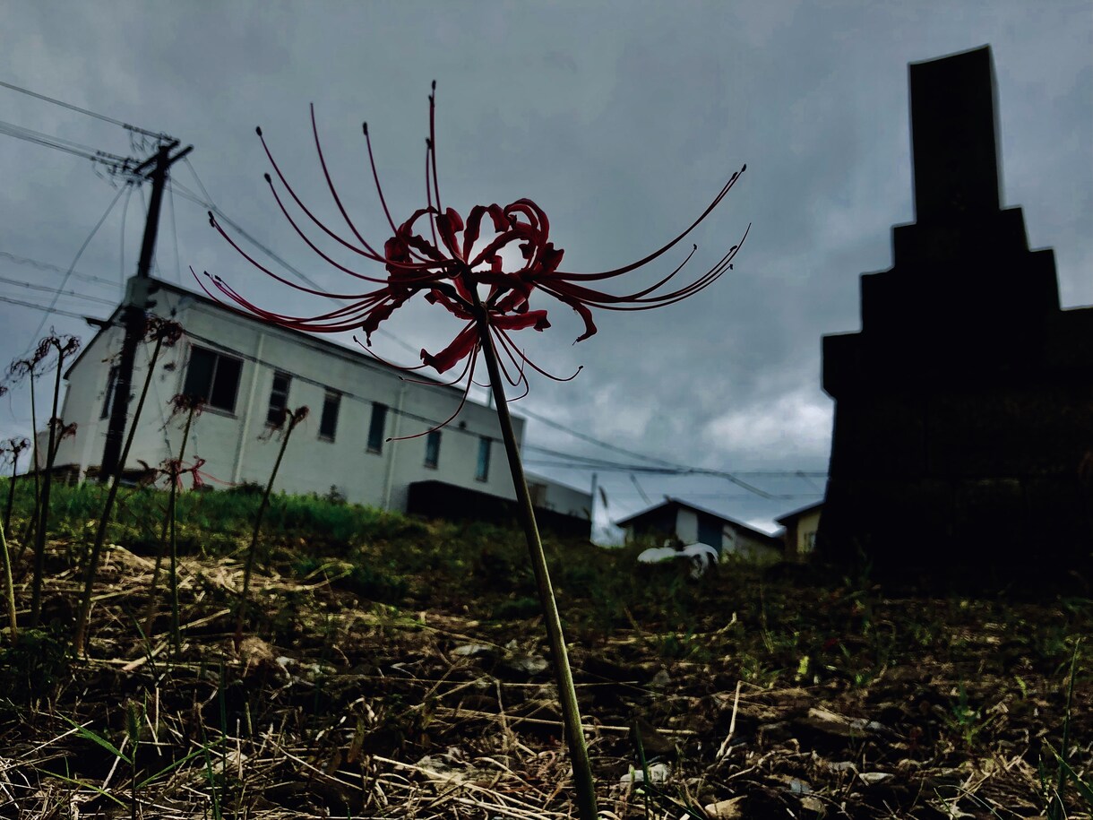 木や花をメインで載せています 正面からでは無く空が映るように撮影しました イメージ3