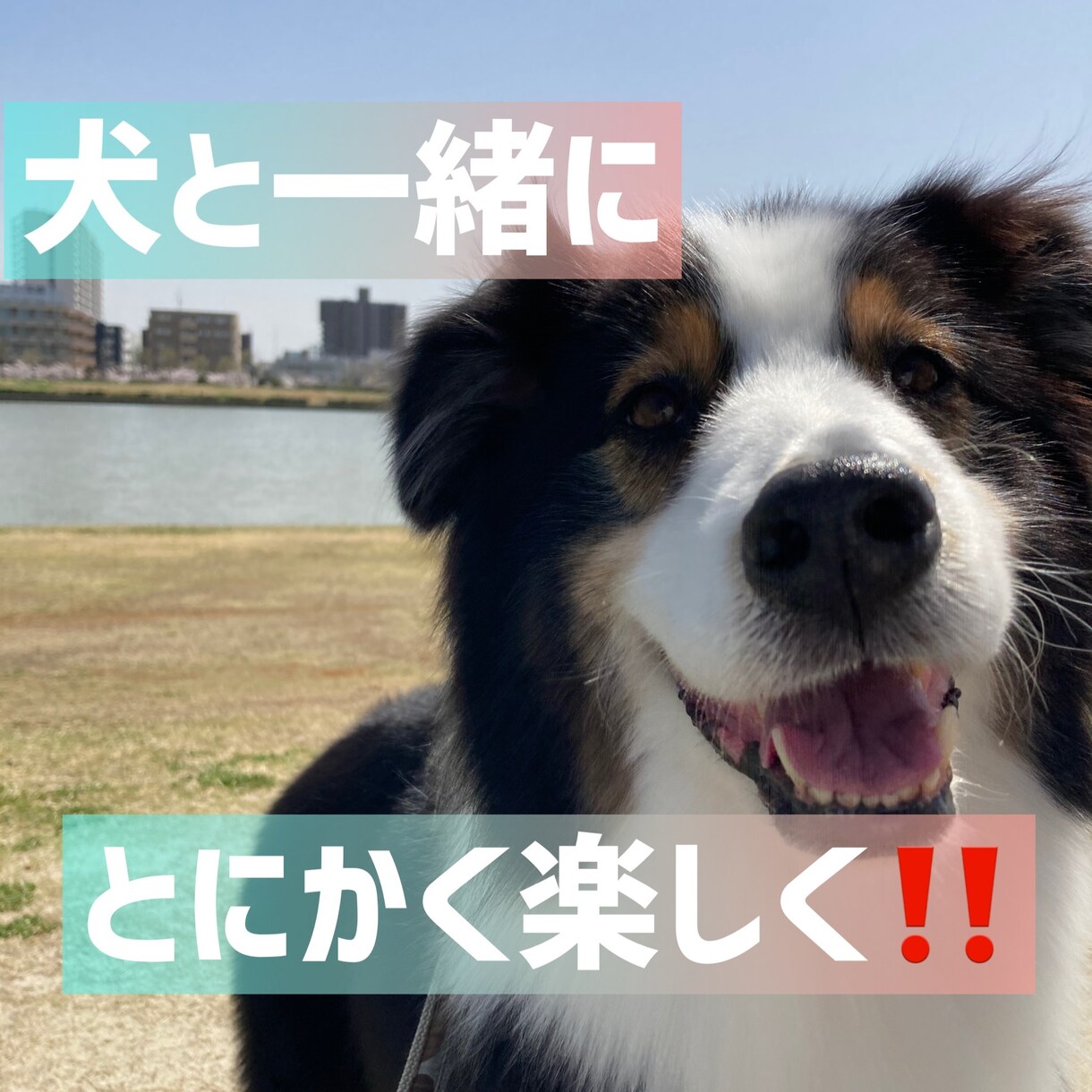 家庭犬の「しつけ」にお応えします 大切な事は「とにかく楽しく！」現役インストラクターが応えます イメージ1