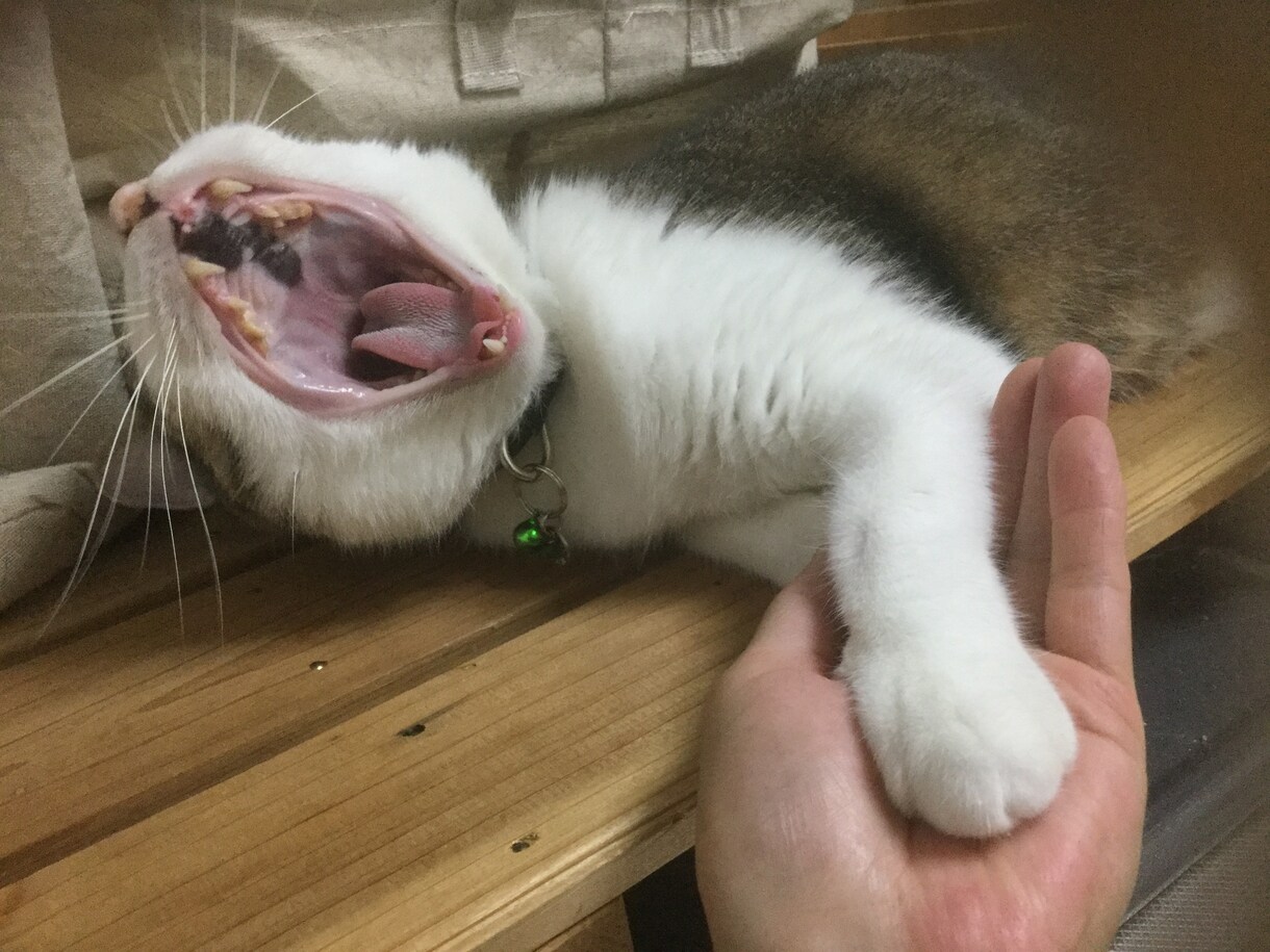 アニマルコミュニケーションをします ペットや動物達が何を考え、何を感じているのかを通訳します。 イメージ2