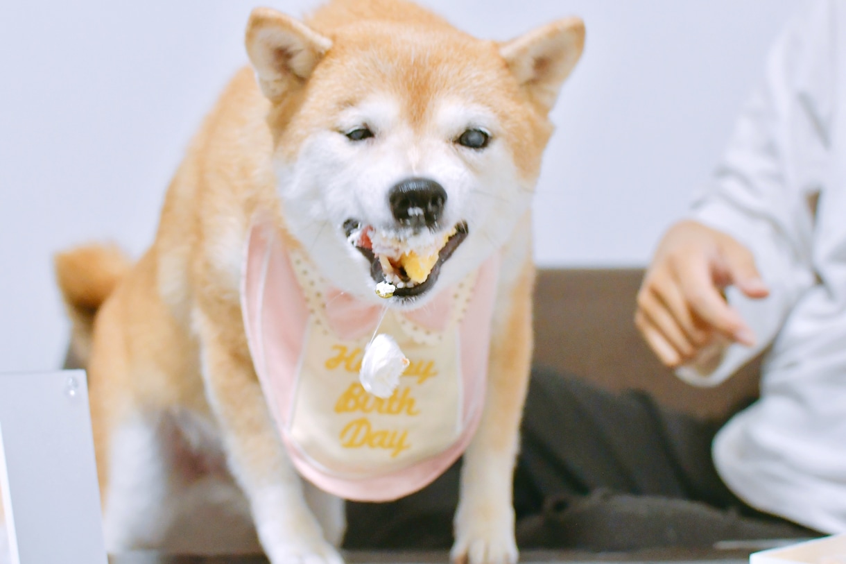可愛い！ペット写真撮ります ペットの豊かな表情を！6hまで選択可能です！ イメージ8