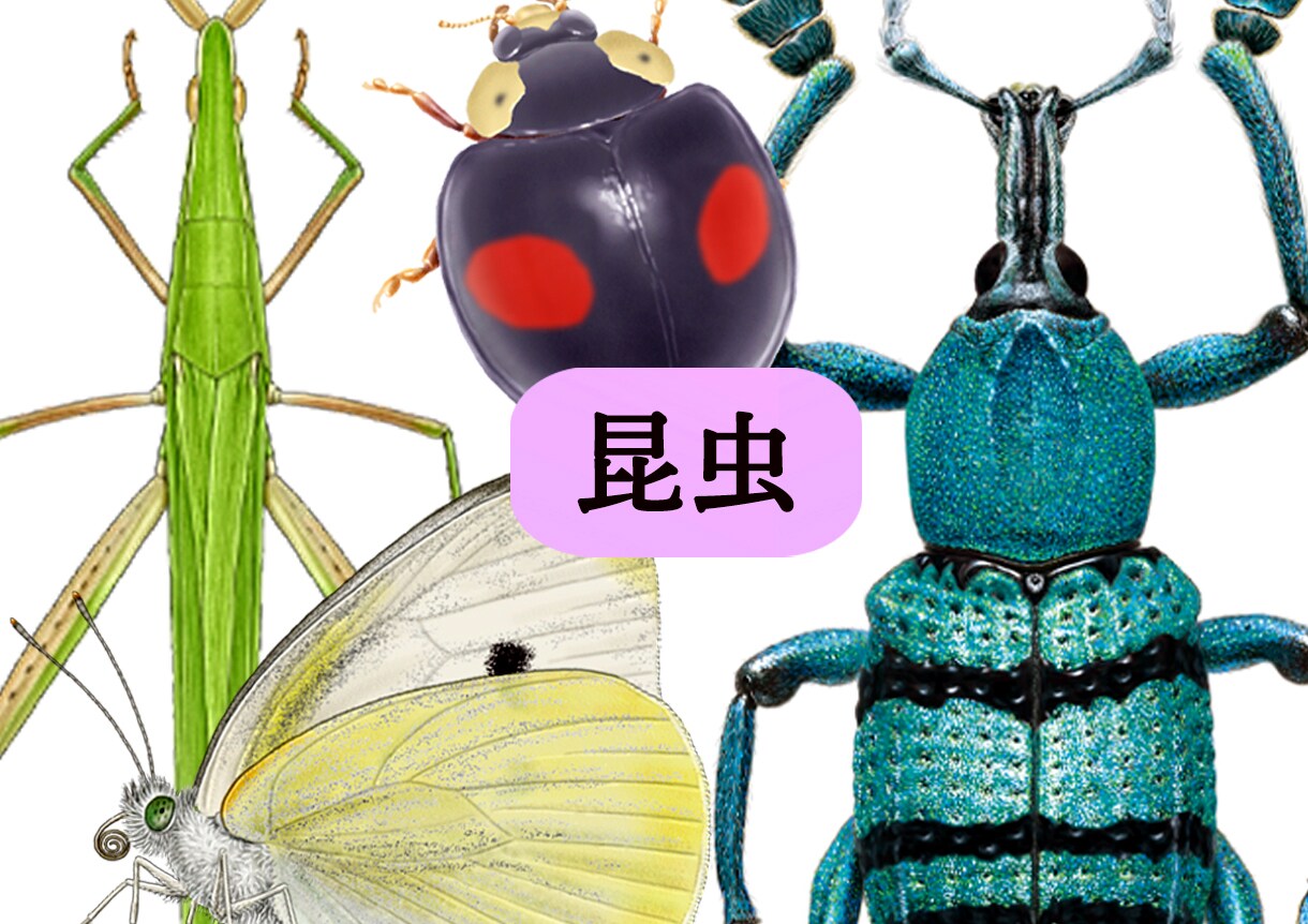 図鑑・教科書・教材のリアルなイラストを描きます 学術対応可能、教材・論文・専門書向けの正確な図版を提供します イメージ5