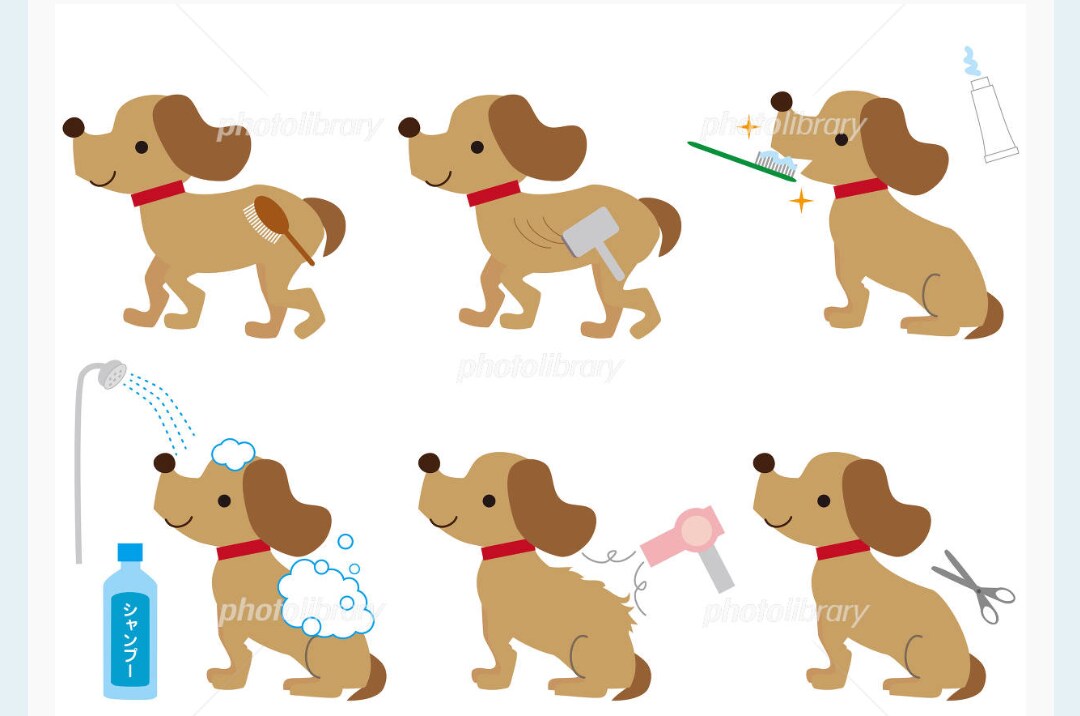 愛犬のお手入れの相談、お答えします 見習いトリマーが、犬のケアの悩み、教えます イメージ1