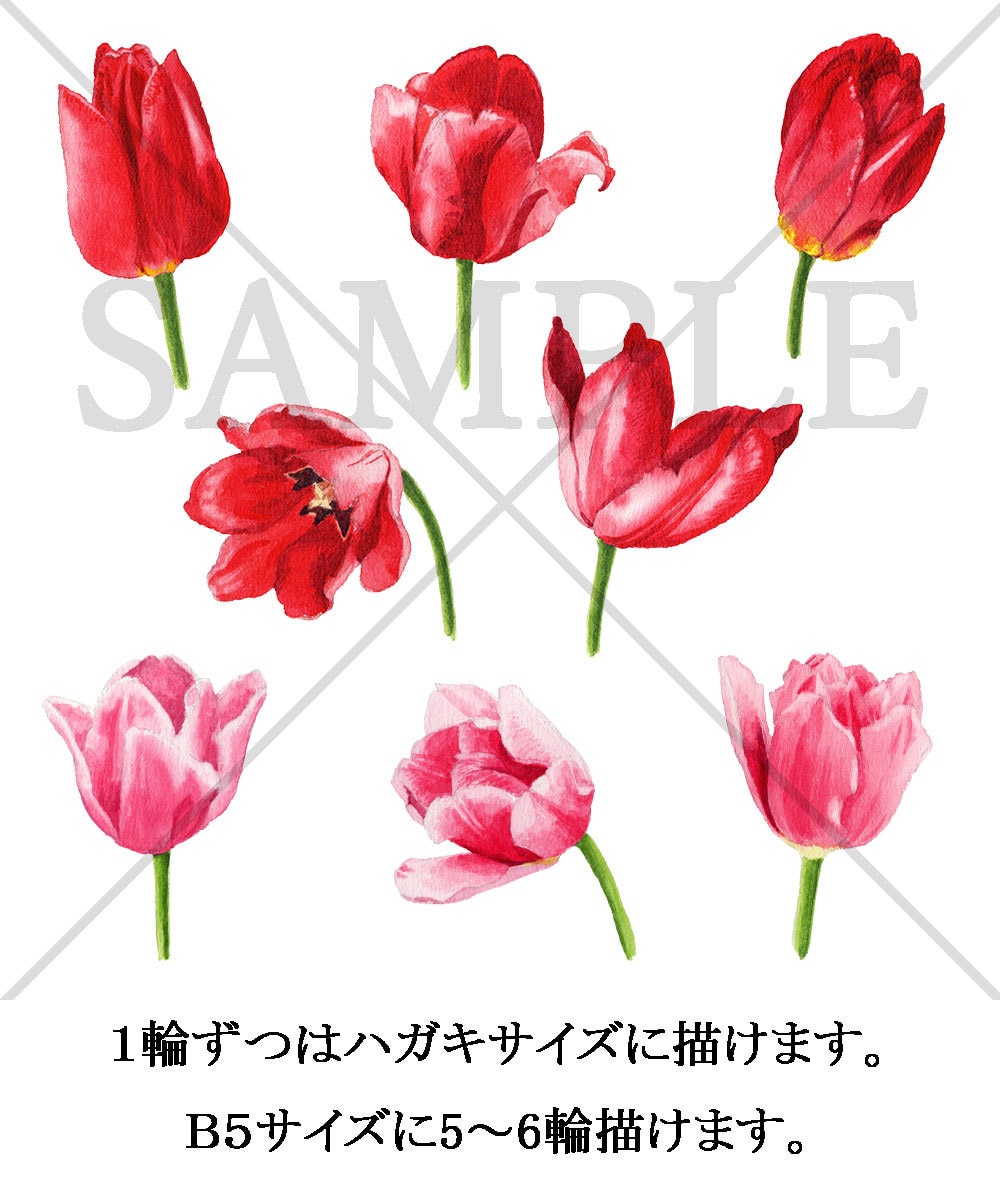 アナログ水彩でかわいくリアルな植物イラスト描きます リアルすぎず正確に、あたたかな色合いとふんわりしたタッチで イメージ4