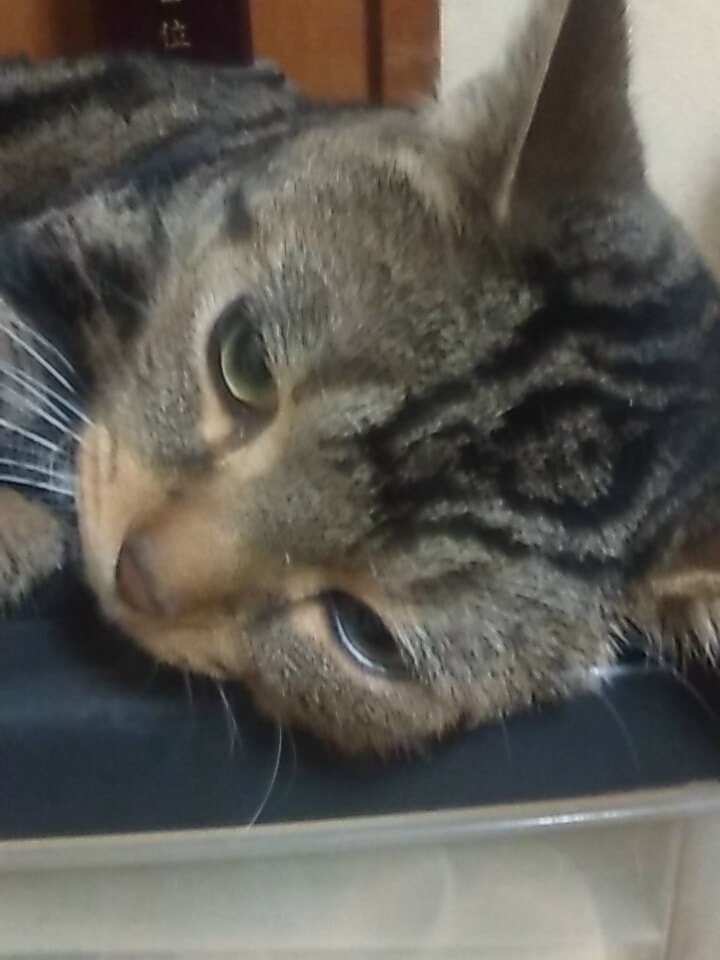 ゆるーい猫が占います 敬語とか堅くて嫌、猫がすきな人向けにゃ、詳しくは説明見てにゃ イメージ1