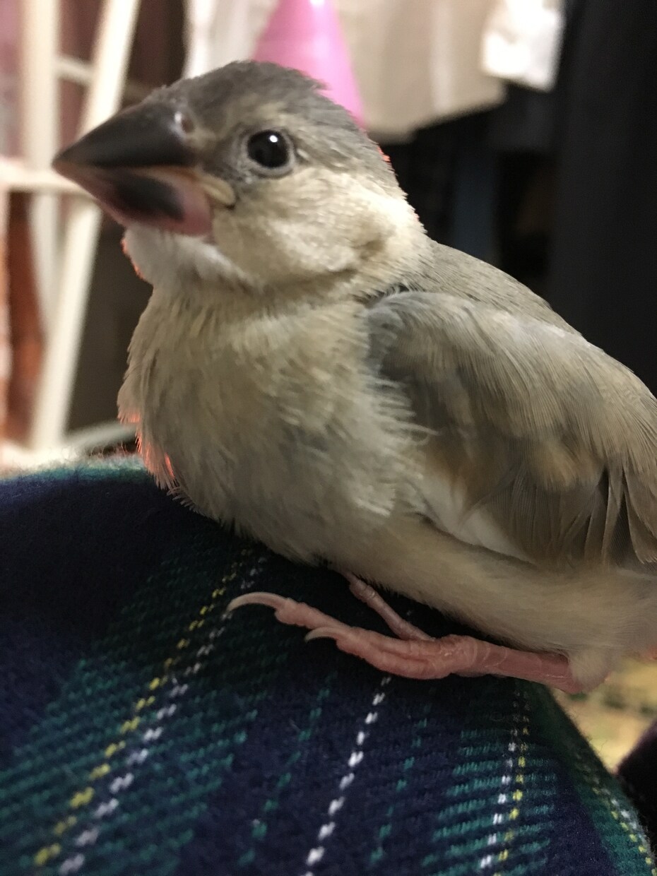 あなたにぴったりなペット考えます 元動物病院スタッフがあなたにぴったりなペットを考えます！ イメージ4