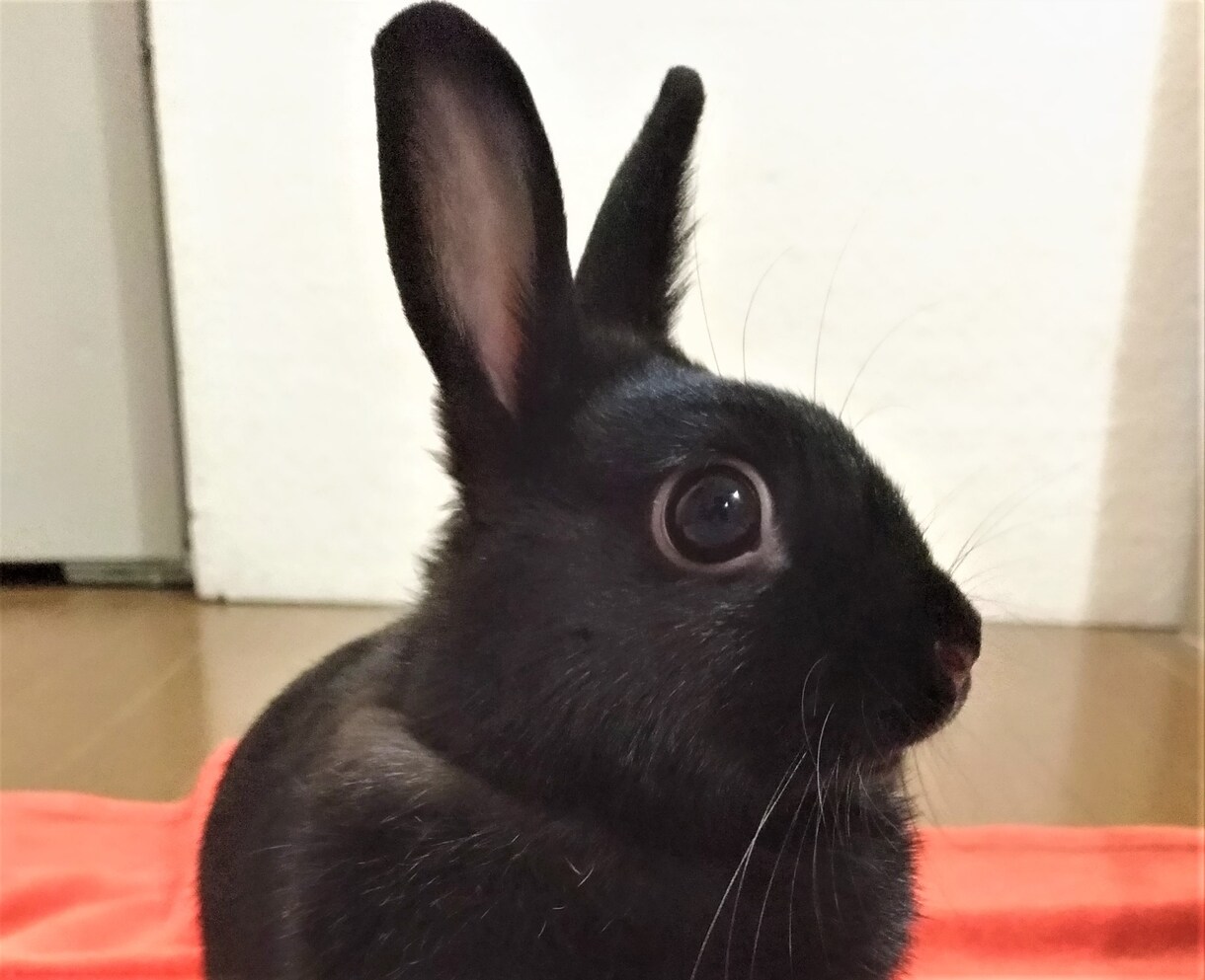 一問一答ᕱ⑅ᕱサクッと動物カードで占いいたします 2枚引＆カードも公開。最短1時間以内！おみくじタロット★ イメージ6