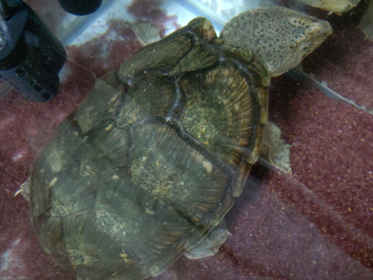 ニオイガメ、ドロガメの飼育相談、解説します （初心者向け）ニオイガメ、ドロガメ飼育の悩みを整理します イメージ2