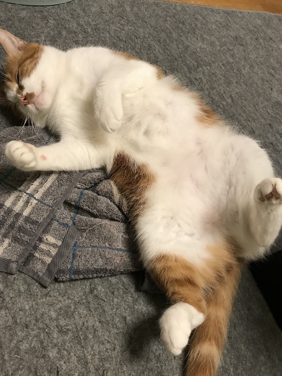 我が家の激カワ猫で癒しを差し上げます 精神的に疲れた時にいつも元気にしてくれるウチの自慢の猫の画像 イメージ2