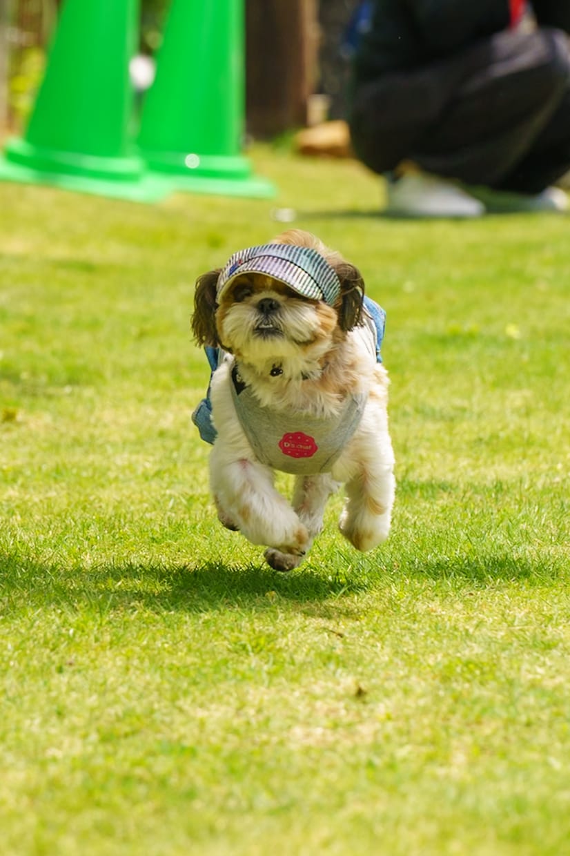 ワンちゃんアート付きペット撮影ます 愛犬との特別な瞬間を作品にします。 イメージ5