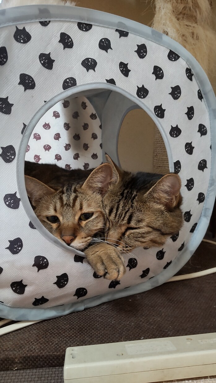 かわいいペットちゃんの気持ち伝えます ペットちゃんと飼い主様を繋げる架け橋になります イメージ2