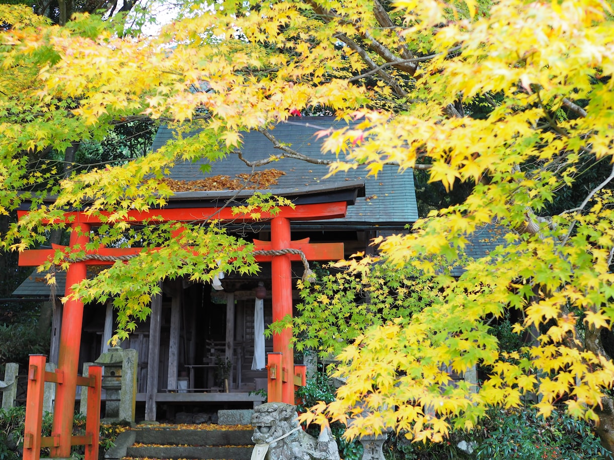 桜、紅葉など京都の動画、写真、レポート代行します 京都の気になるお店、場所確認代行　まずはなんでもご相談 イメージ1