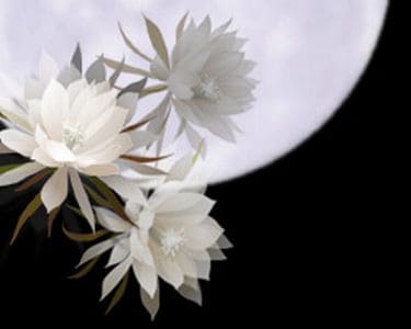 あなたの守護花お伝えします 貴方と伴にある幸運を届けてくれる添花を知りたくありませんか？ イメージ1