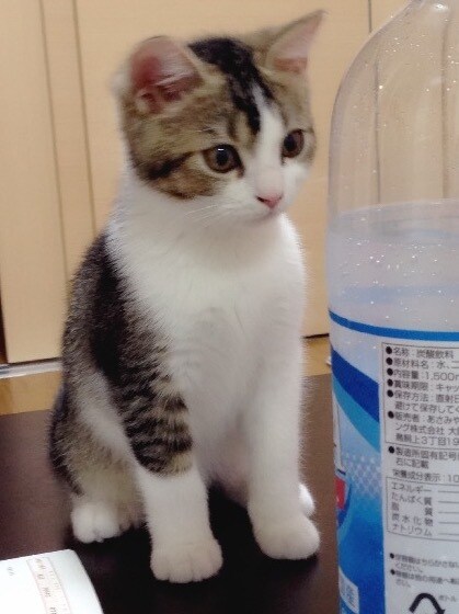昔のペットの写真でも、綺麗に残します 色褪せてしまった思い出写真も、可愛く綺麗な形に整えます。 イメージ7