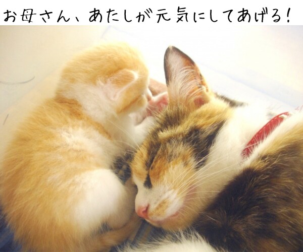 子育てについてのお悩みに、今できることを提案します 臨床経験10年超の心理師が、あなたのお気持ちに寄り添います イメージ10