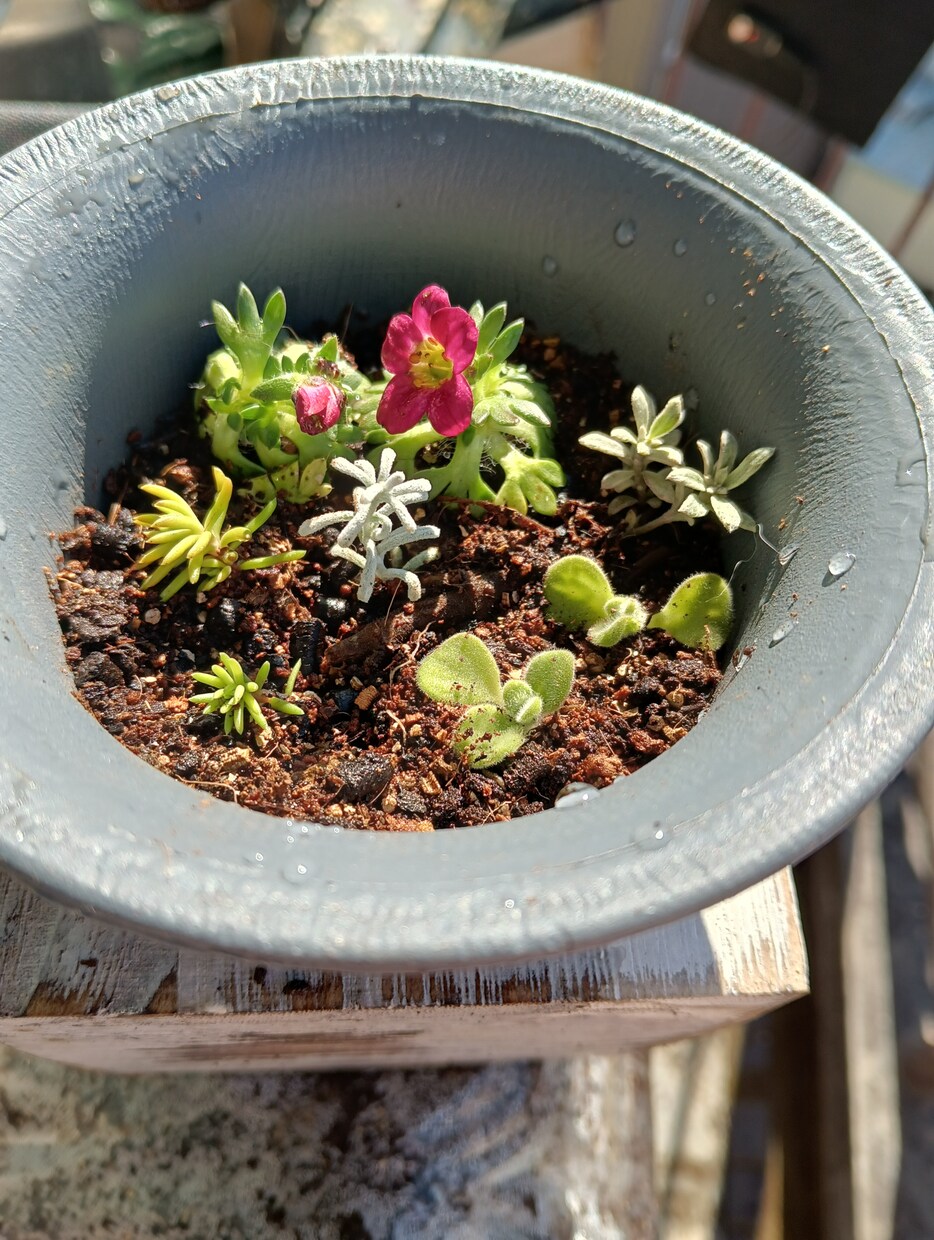お好きな植物を育て＆弱った植物を再生します 先ずはチャットでご相談ください イメージ3
