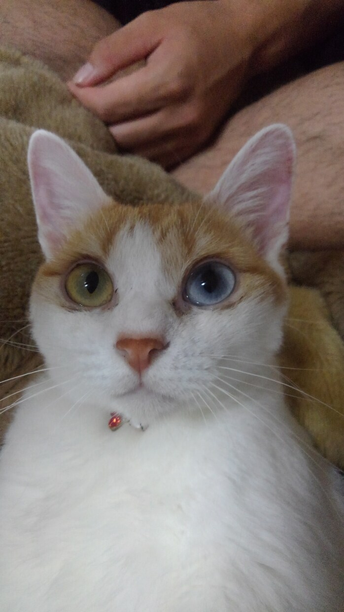 幸せに動物を飼育するアドバイスをします 動物を飼育する人や飼育してみたい人動物の飼育へのお悩みの方 イメージ5