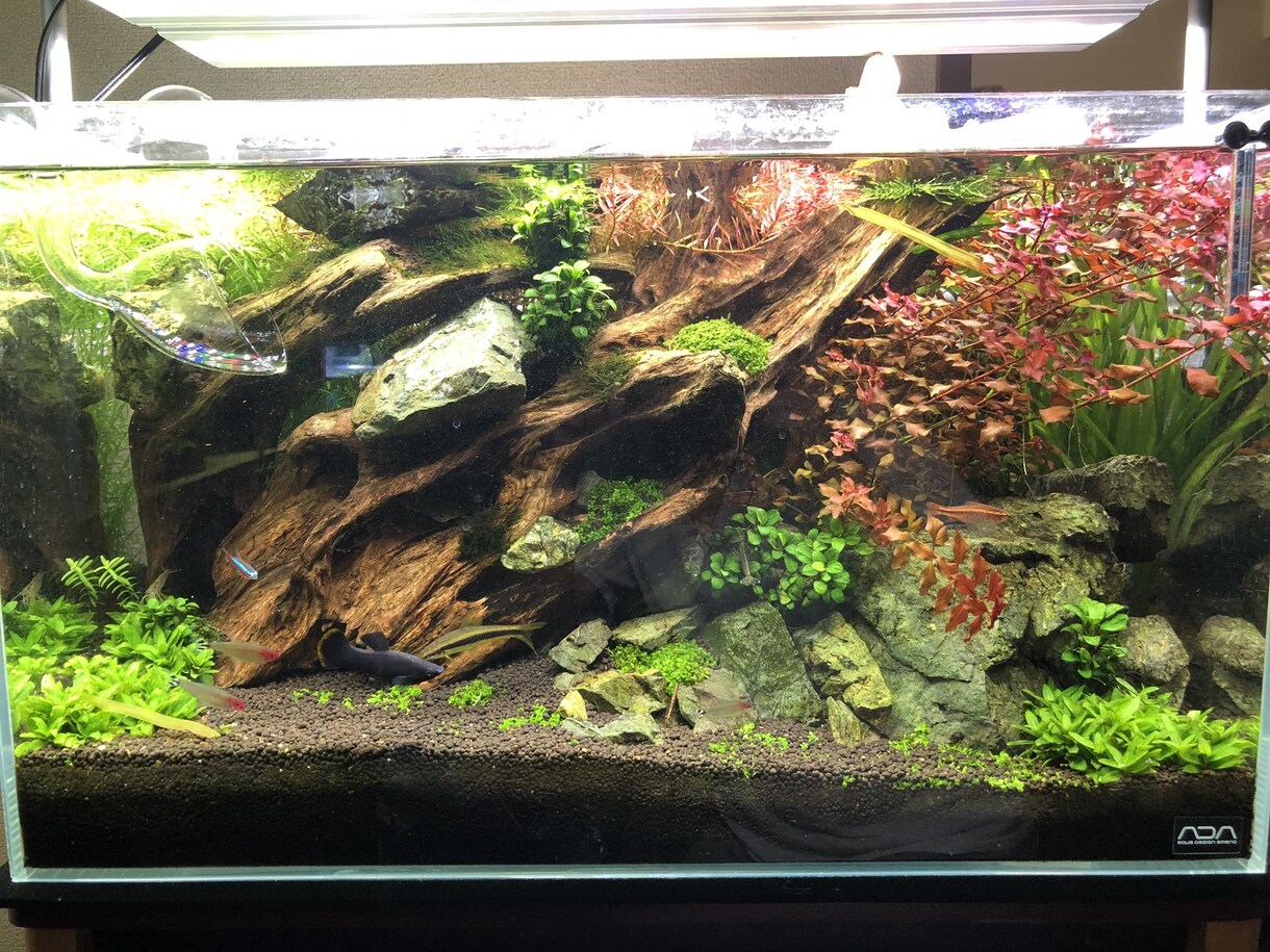 熱帯魚や海水魚 水草水槽の作成維持等教えます 美しい水草水槽や飼育全般に関して イメージ2
