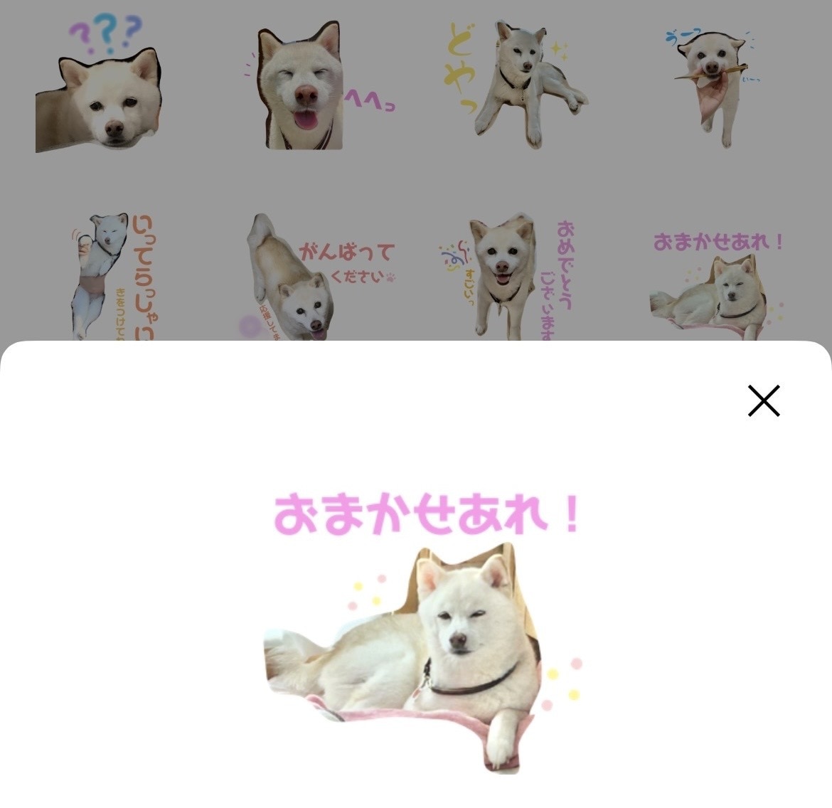 LINEスタンプ作成します 愛犬や愛猫、お子さん等、お写真を使用したLINEスタンプ⭐︎ イメージ1