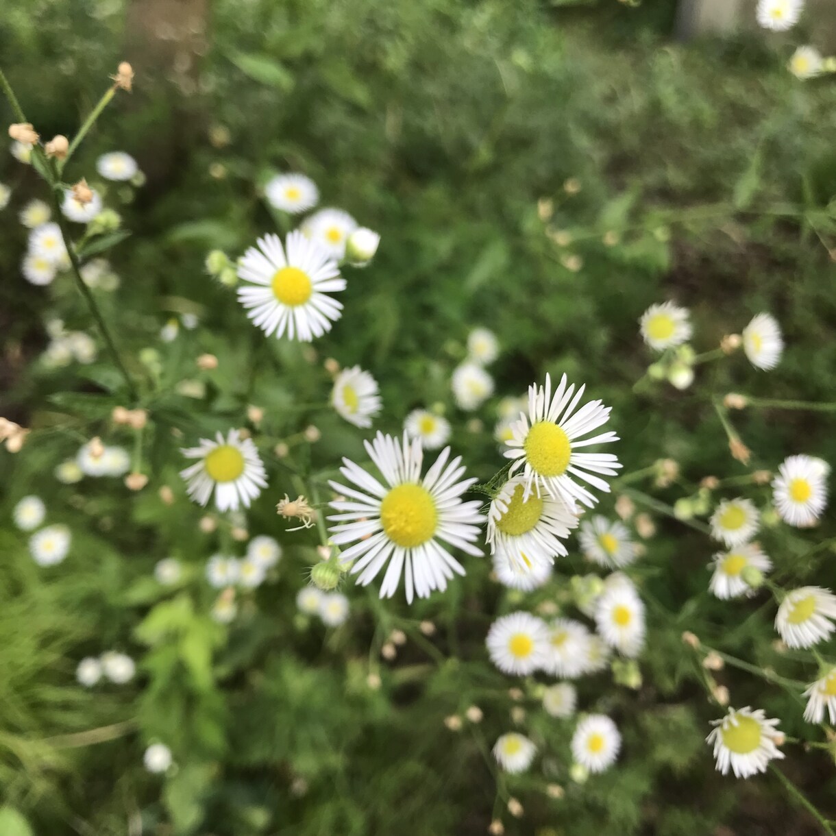 モヤモヤしている気持ちをふんわり受け止めます ちょっとだけ一息つきませんか？ イメージ1