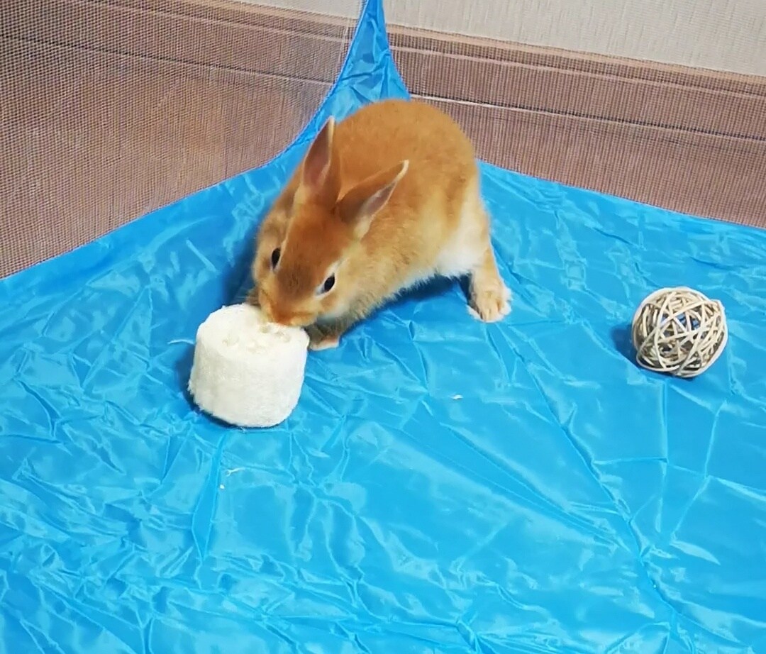 うさぎさんの可愛い写真提供します 我が家の可愛いうさぎの写真提供します！ イメージ4