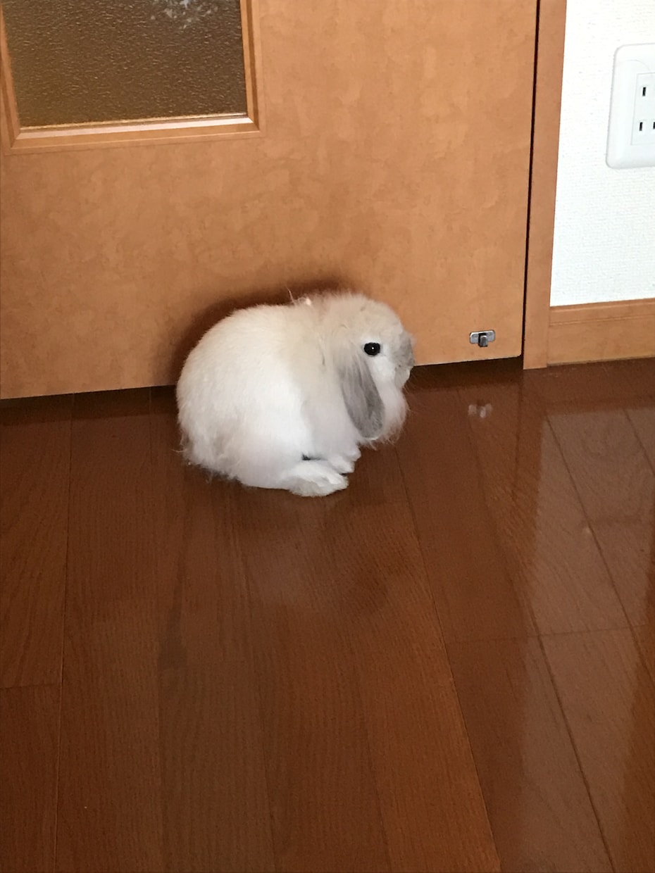 ペットショップ店員が貴方に最適なペット紹介します これからペットを飼おうと思われてる方に！ イメージ2